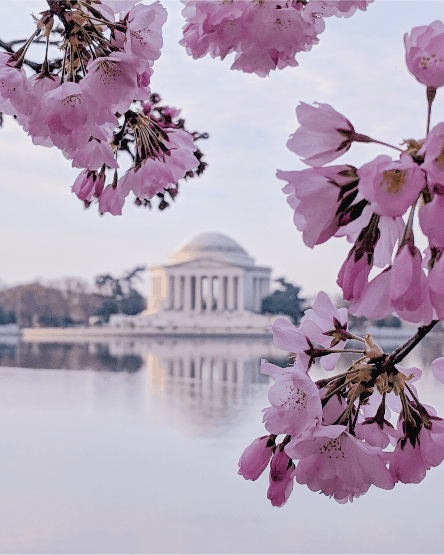 Family Friendly Guide to the National Cherry Blossom Festival in DC - The  Adventure Family